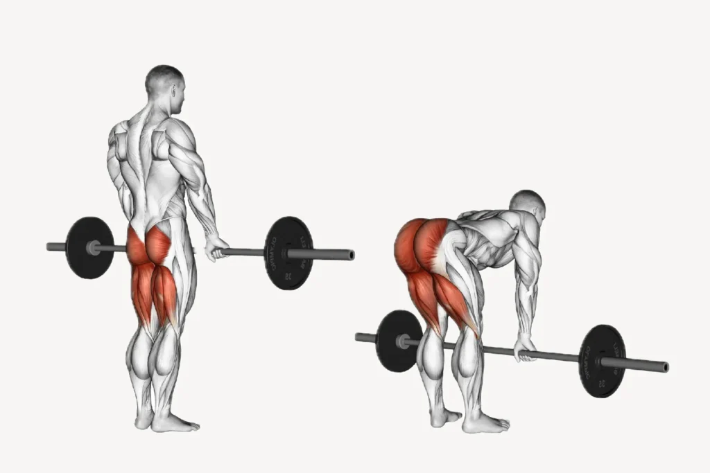 Stiff Leg Deadlift - A remarkable exercise for strength, muscle tone and fitness